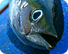 Big Tuna Party. Рестораны Москвы